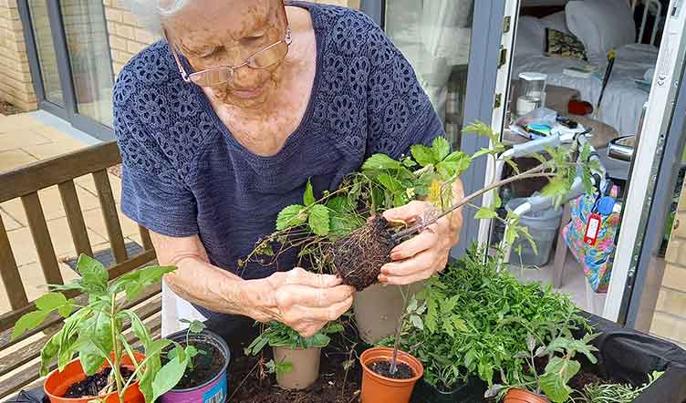 An elderly lady is planting a green plant with visible roots into a pot, surrounded by various potted plants on a table