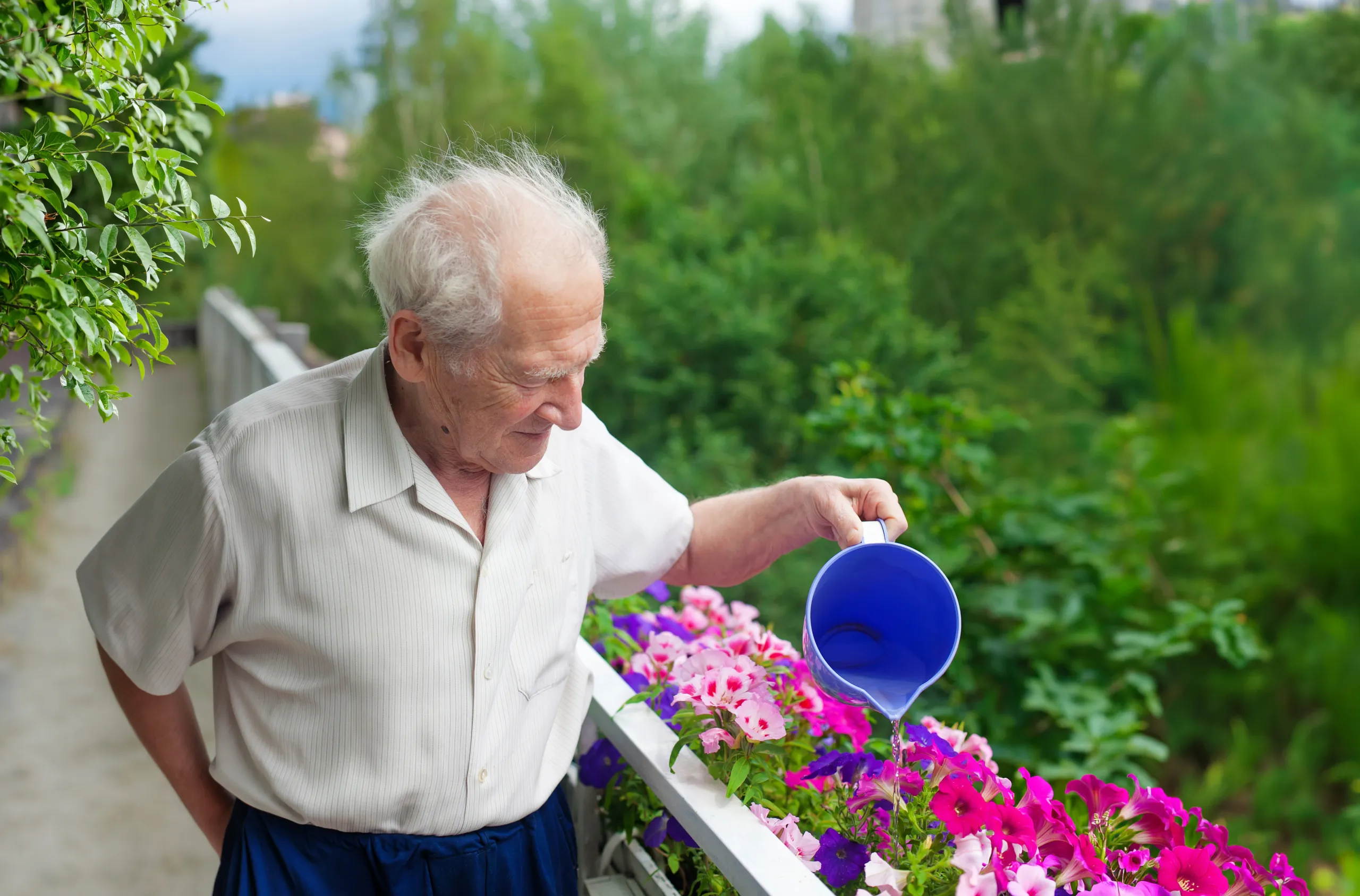An older man watering pink flowers in a garden