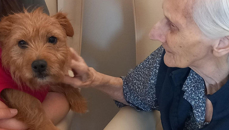 A small brown dog being petted by an elderly lady.