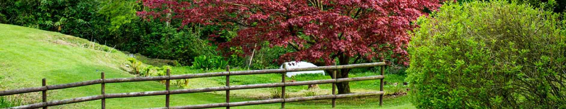 A lush garden with a variety of trees in different shades of green and red, a wooden fence, and a white bench