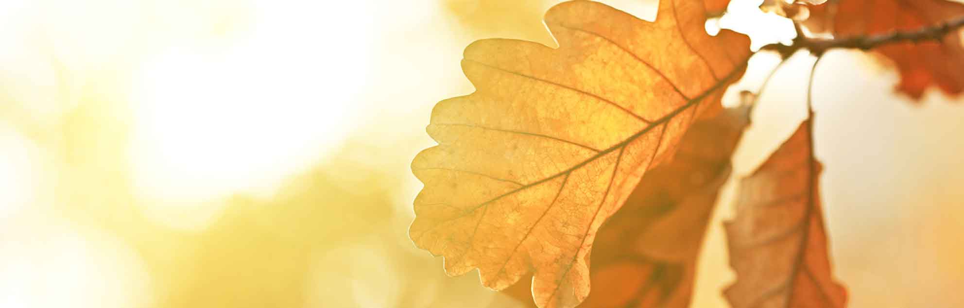 Close up of an autumnal oak leaf